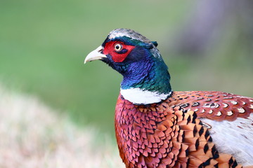 Fasanenhahn