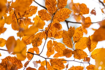 Fototapeta na wymiar Beautiful orange hornbeam leaves hanging on branches