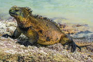 Galapagos marine iguana, Isabela island (Spain)