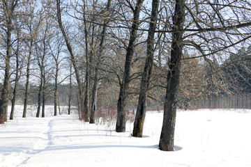 Tree and snow in a winter day