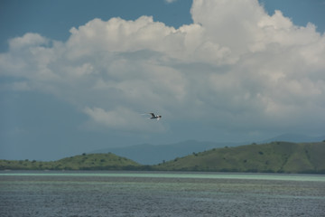 White seagull flying over blue sea in the green hills of the coast of Singapore