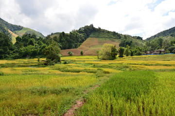 Fototapeta na wymiar Rice Field at Nan Province, Thailand
