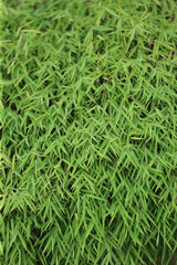 Green bamboo leaves background