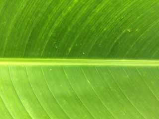 Banana leaf background