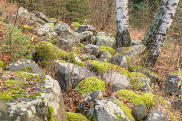 Covered with moss rocks and tree
