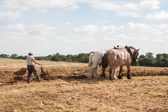 Chevaux percheron et laboureur aux champs