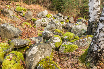 Covered with moss rocks and tree