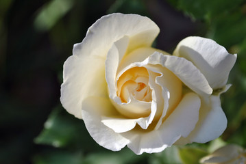 White rose