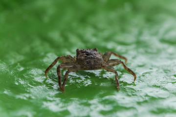 Cute crab is on the green surface (Singapore)