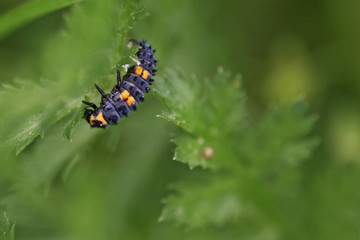 larva of ladybug