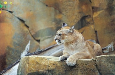 Puma (Puma concolor) / Cougar / Mountain Lion / Berglöwe reposant sur un rocher, Zoo am Meer, Bremerhaven, Allemagne