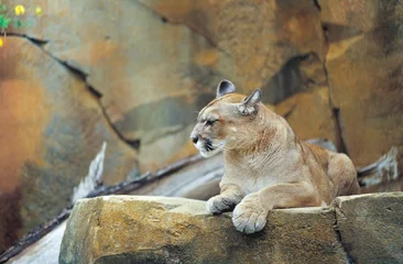 Fotobehang Poema Puma (Puma concolor) / Cougar / Mountain Lion / Berglöwe rustend op een rots, Zoo am Meer, Bremerhaven, Duitsland