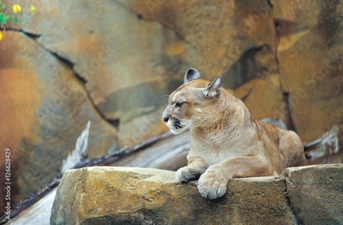 puma zoo deutschland puma zoo deutschland