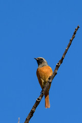 ジョウビタキ　オス