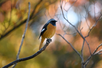 ジョウビタキ　オス