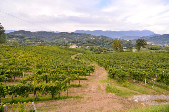 Vineyard Ready to Produce Wine