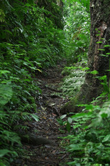 Narrow footpath in the forest