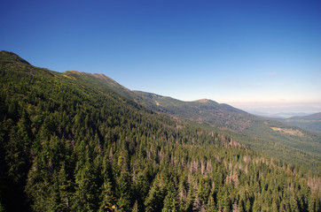 Las w górach © Patdrig Torc