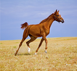 Pure breed Arabian brown horse galloping in a golden field