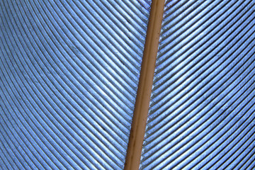 Linee di penna d'oca