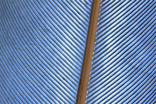 Linee di penna d'oca