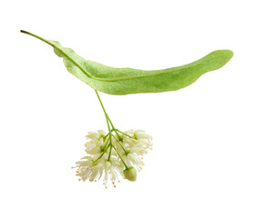 Fototapeta premium Isolated linden flower