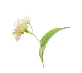 Isolated linden flower