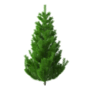 Young pine tree with dense crown, isolated on white background with clipping path included. Christmas tree without ornaments. 3D rendering.