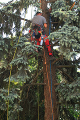 Potatura alberi e tree-climbing