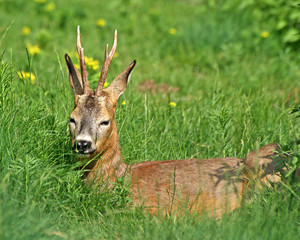 a roe in the grass
