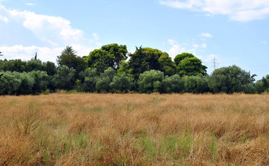 Fototapeta na wymiar clump/trees in a field