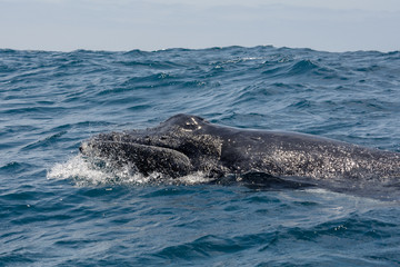 Obraz premium Humpback whale sailing in Machalilla national park, Ecuador