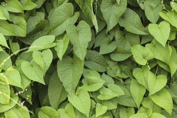 Green Ivy leaves background