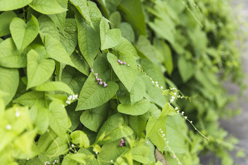 Green Ivy leaves background