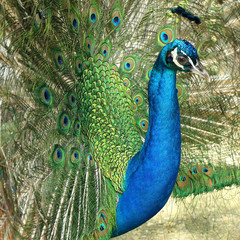 Portrait of peacock