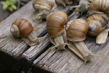 The colony of snails