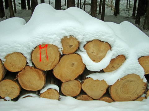 Baumst&auml;mme im Winter