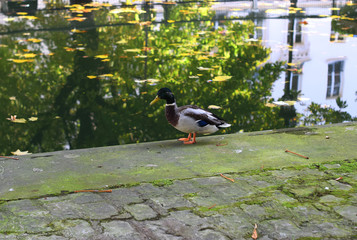duck on background reflection of  town in the water