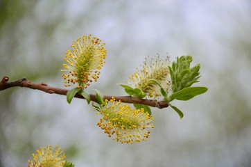 willow in the summer © Roman