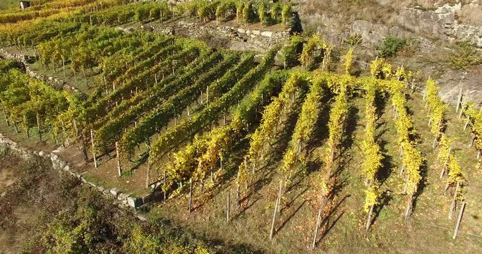 Vigneti - Campi coltivati 