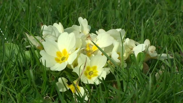 Eine Gruppe Schl&uuml;sselblumen umringt von gr&uuml;nem Gras