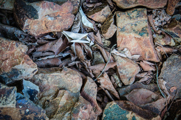 Rocks and leaves