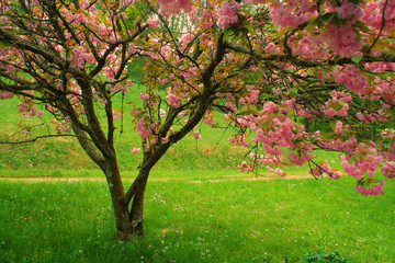 Fototapeta premium Farben der Natur