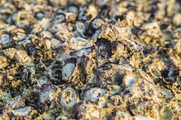 closeup of oyster shells