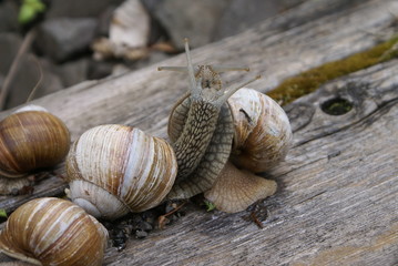 The colony of snails