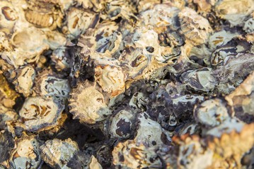 closeup of oyster shells