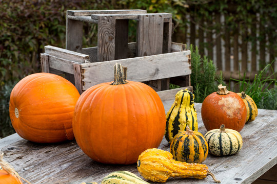 Pumpkins on wooden Table 3