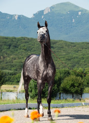 gray race arabian horse at mountain background