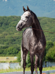 Obraz na płótnie Canvas portrait of gray race arabian horse