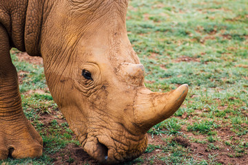 Close up of white rhinoceros (Ceratotherium simum) eating.